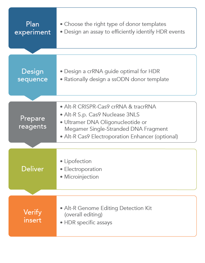 D-GE17LT-HDRtoAppNote-F1 Incorporate a ssODN template into your CRISPR design for HDR applications of CRISPR.