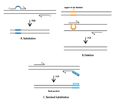 Methods For Site-directed Mutagenesis