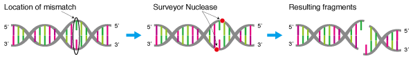 Surveyor Nucleaseの作用イメージ