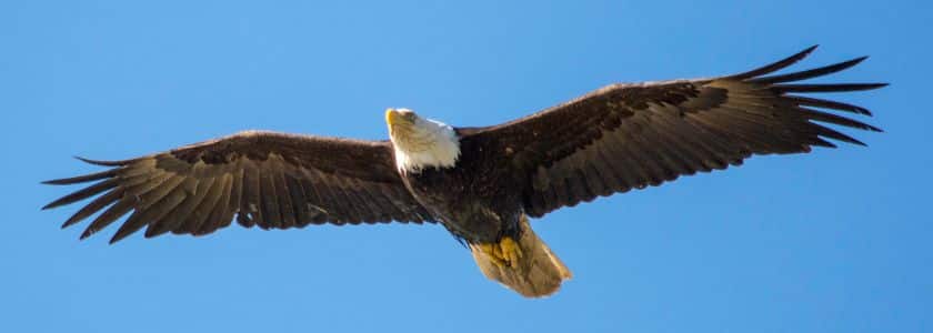 An American symbol: The bald eagle and its complex DNA