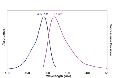 Absorbance and Fluorescence Emission